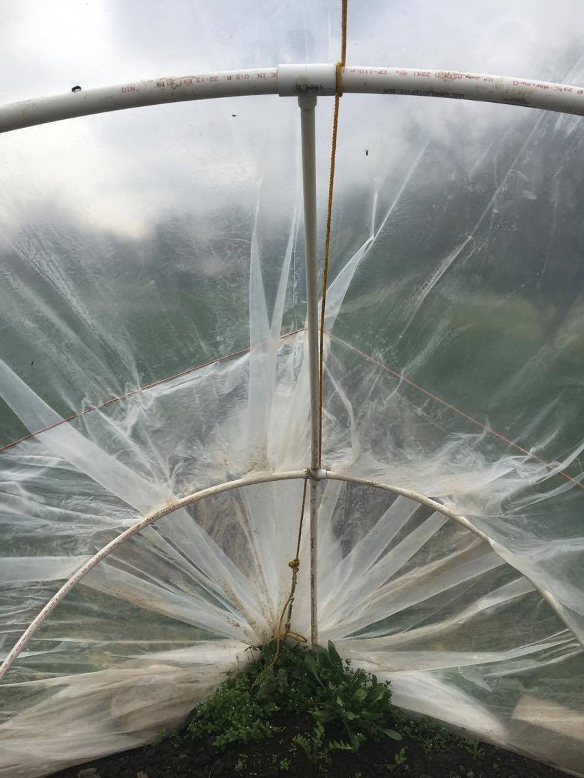 How to Build Caterpillar Tunnels for Just 30 Cents per Square Foot! Planting for Retirement