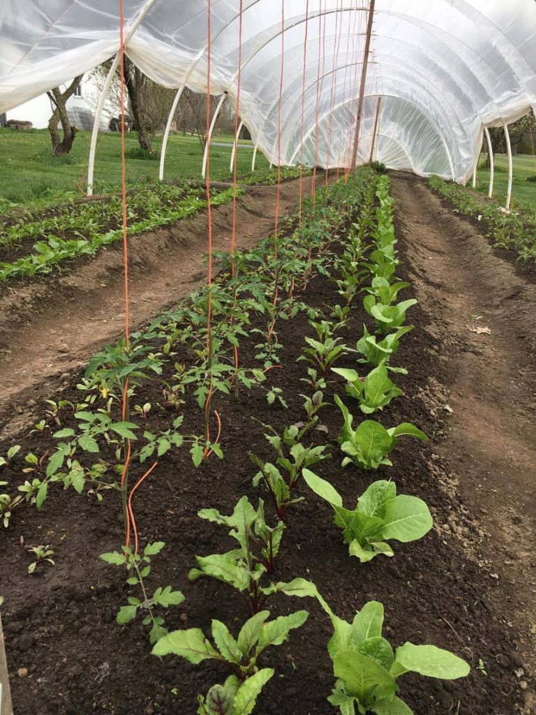 How to Build Caterpillar Tunnels for Just 30 Cents per Square Foot! Planting for Retirement